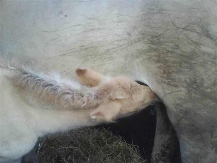 Fjordhest Cicet Tidselbjerg billede 9