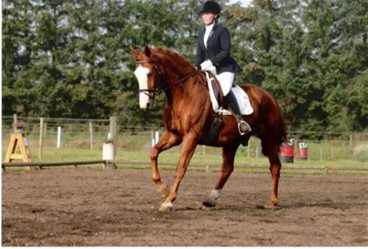 Tysk Oldenburger Ravelli (simeon) billede 2