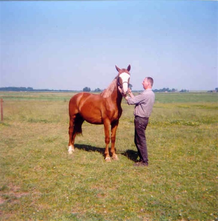 Tysk Oldenburger Ravelli (simeon) billede 3