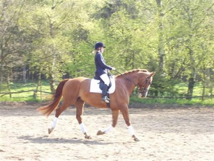 Tysk Oldenburger Ravelli (simeon) - ½ år efter jeg har fået han - 2004 billede 4