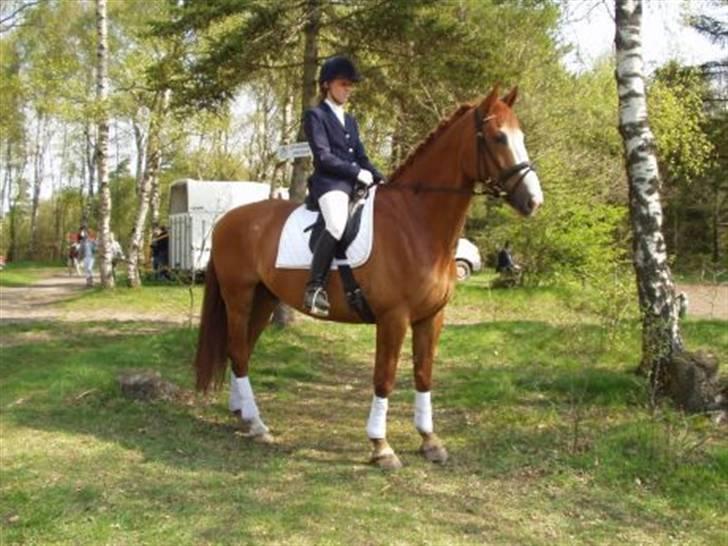 Tysk Oldenburger Ravelli (simeon) - 2004 billede 5