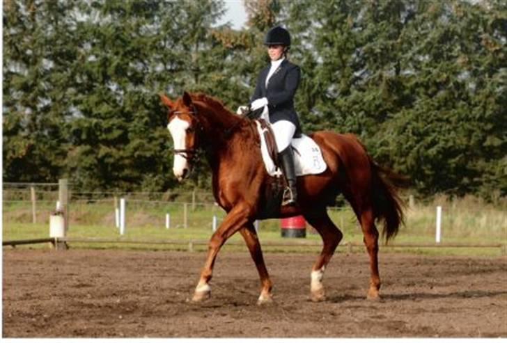 Tysk Oldenburger Ravelli (simeon) billede 6