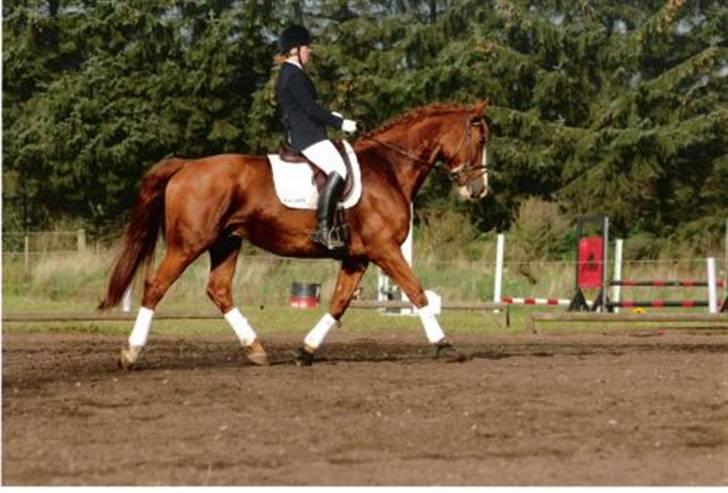 Tysk Oldenburger Ravelli (simeon) billede 7