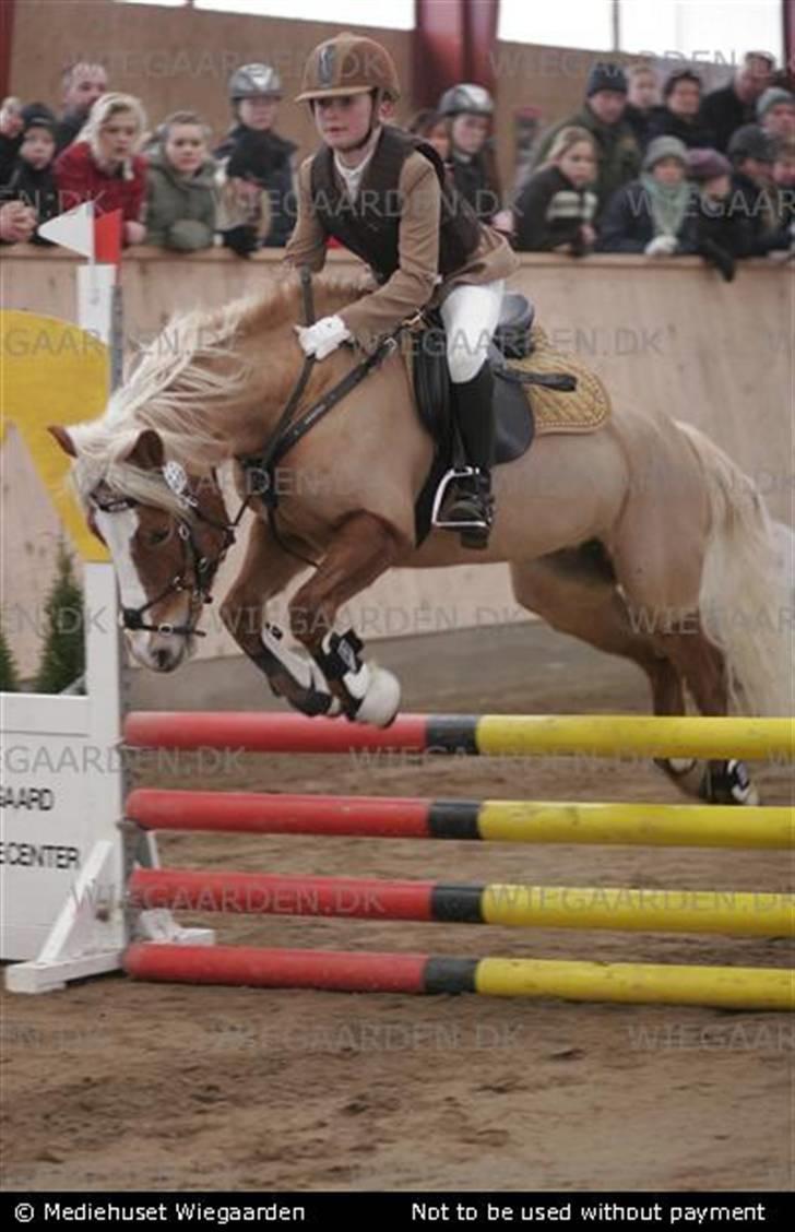 Anden særlig race » Miss Movie Star | SOLGT - Aagerupgård LA foto: ridehesten billede 19