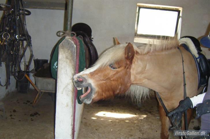 Anden særlig race » Miss Movie Star | SOLGT - GGGGAAAAAAAAAAAAAAAAAAAAABBBB.!!!!!! billede 20