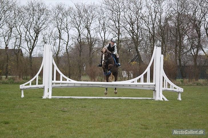 Welsh Pony af Cob-type (sec C) Møllebos Laval - så er vi på den lille bro på NVR billede 2