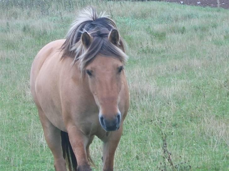 Anden særlig race Kikki - SOLGT :`/   - Fra sommeren 2006, hvor vi flytte ud på gården, og jeg fik min hest hjem og gå. billede 1