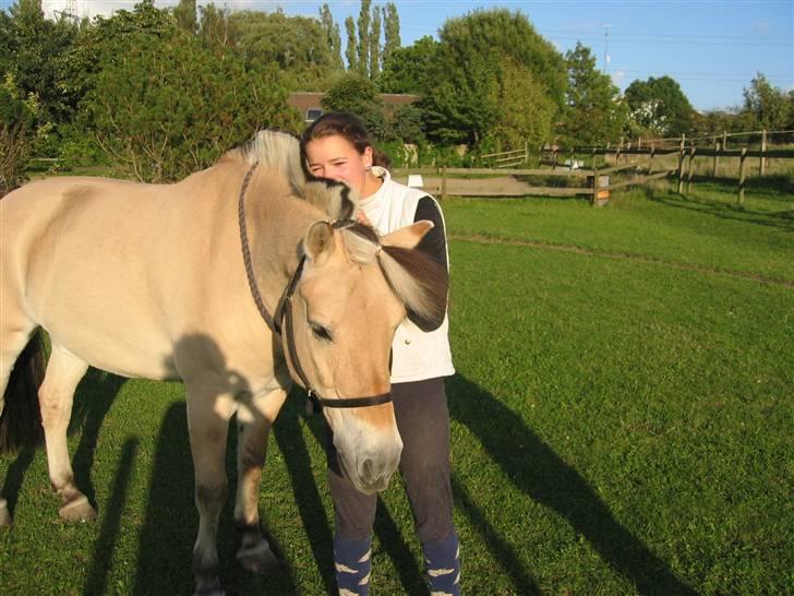 Fjordhest † Tarok(helpart)  † - Lidt hygning, tirsdagen inden jeg fik at vide han skulle aflives. Foto: Min mor. billede 10