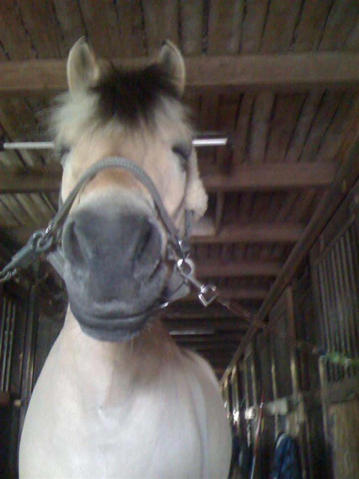 Fjordhest † Tarok(helpart)  † - Tarok der lukker sine øjne i. Foto: Malene. billede 12