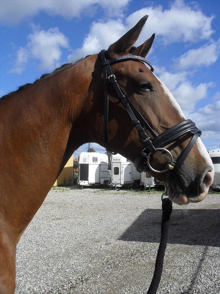 Hollandsk Varmblod Tarana <3 - Velkommen til Prinsessen profil d; billede 1