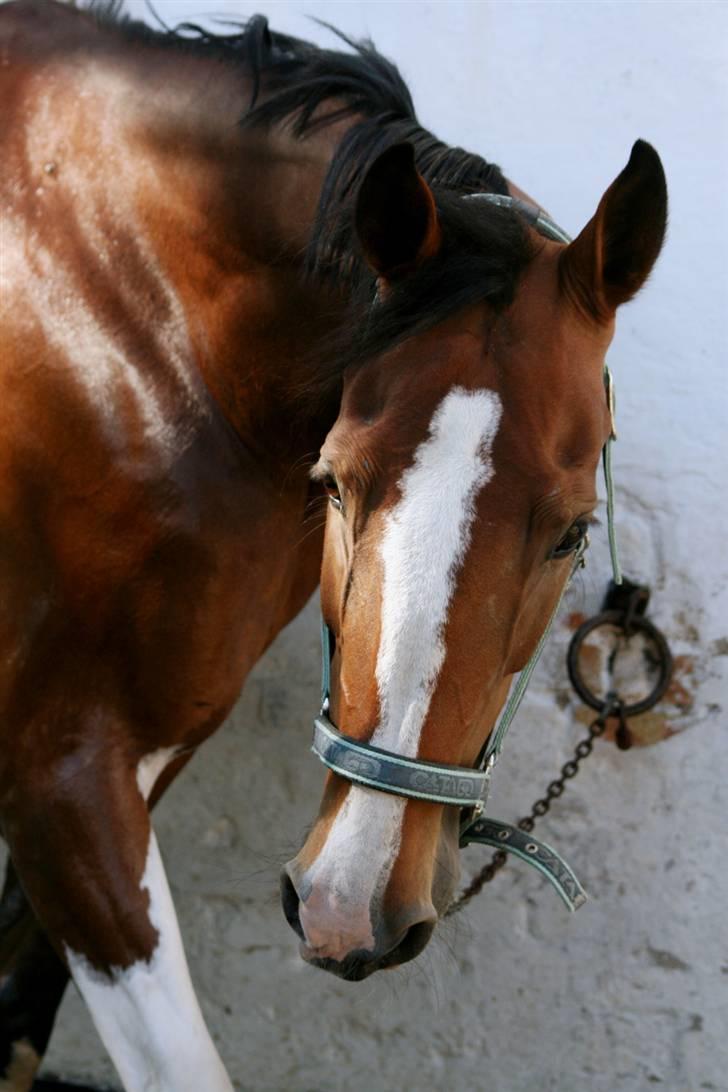 Hollandsk Varmblod Tarana <3 - Tarana på vaskepladsen 8D billede 2