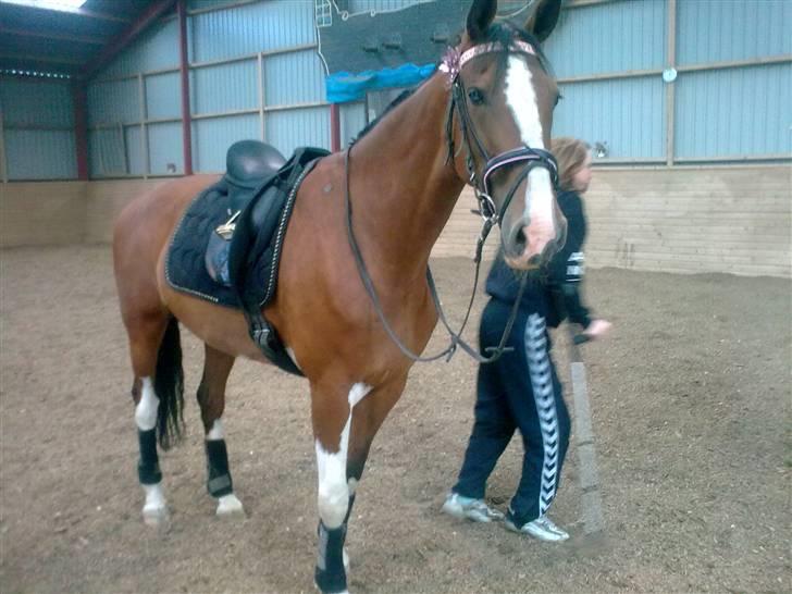 Hollandsk Varmblod Tarana <3 - 13/05 - 09 billede 3