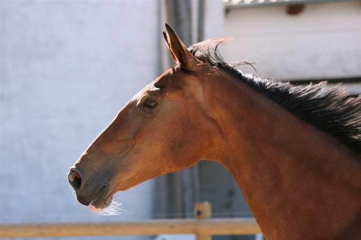 Hollandsk Varmblod Tarana <3 - jamen? . Er der noget at sige ? (; Hun er fantastisk .  billede 4