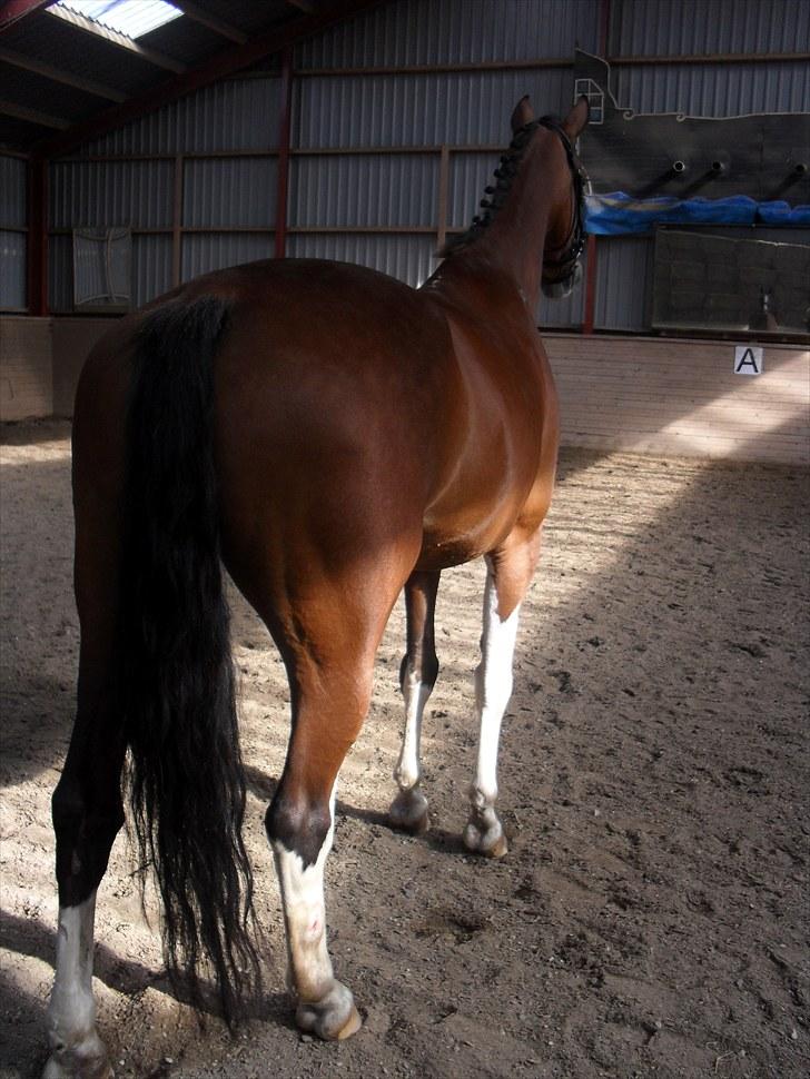 Hollandsk Varmblod Tarana <3 - Tarana i Trav 8D billede 5