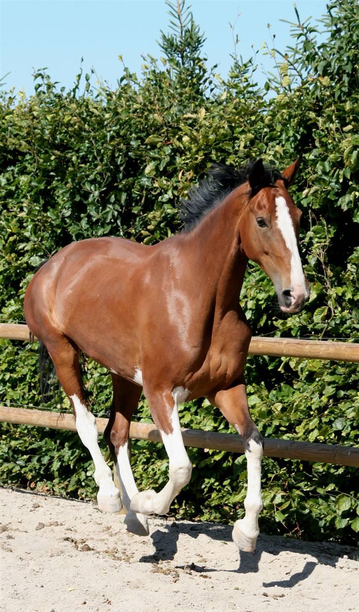 Hollandsk Varmblod Tarana <3 - Tarana i Gallop , Huhu! billede 6