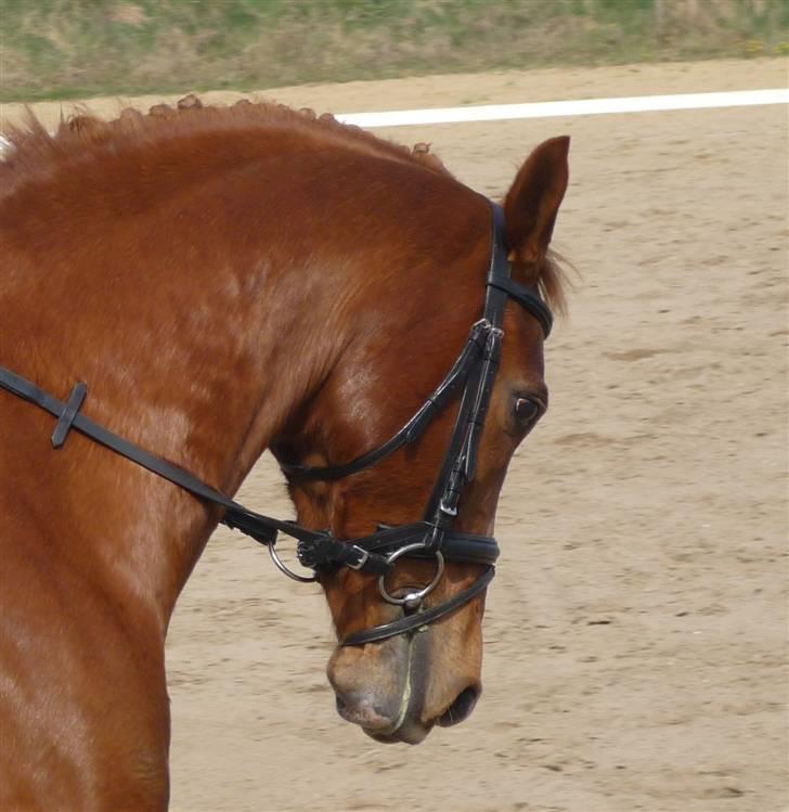 Hollandsk Sportspony Remco *R.I.P* - Remco! billede 4