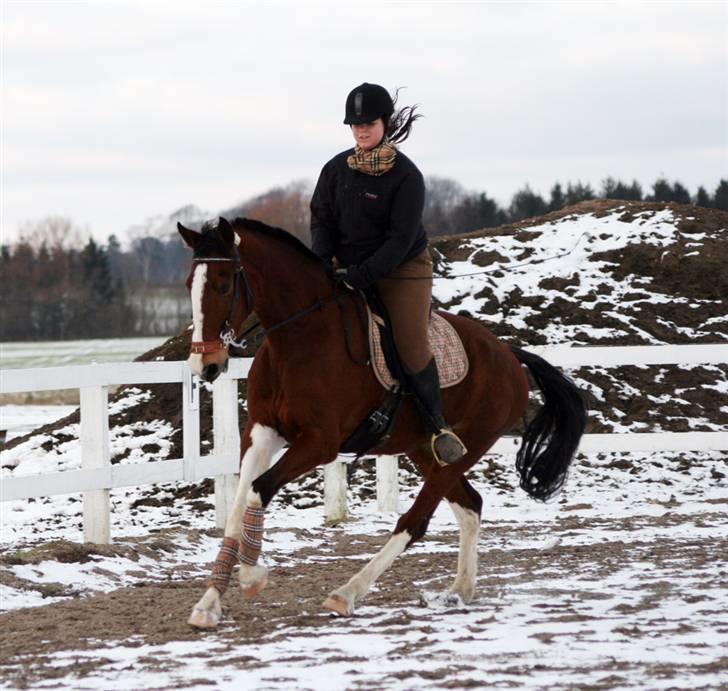 Hollandsk Varmblod Tarana <3 - Gallop d; billede 7