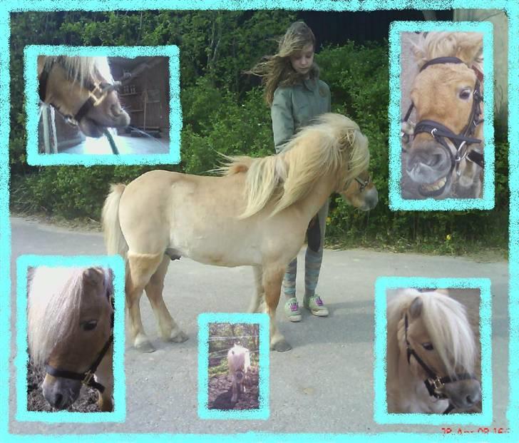 Shetlænder Little Golden Dream † - Et lille billede jeg engang har lavet [: billede 19