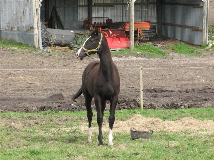 Dansk Varmblod Lavenya - et rigtig glansbillede billede 1