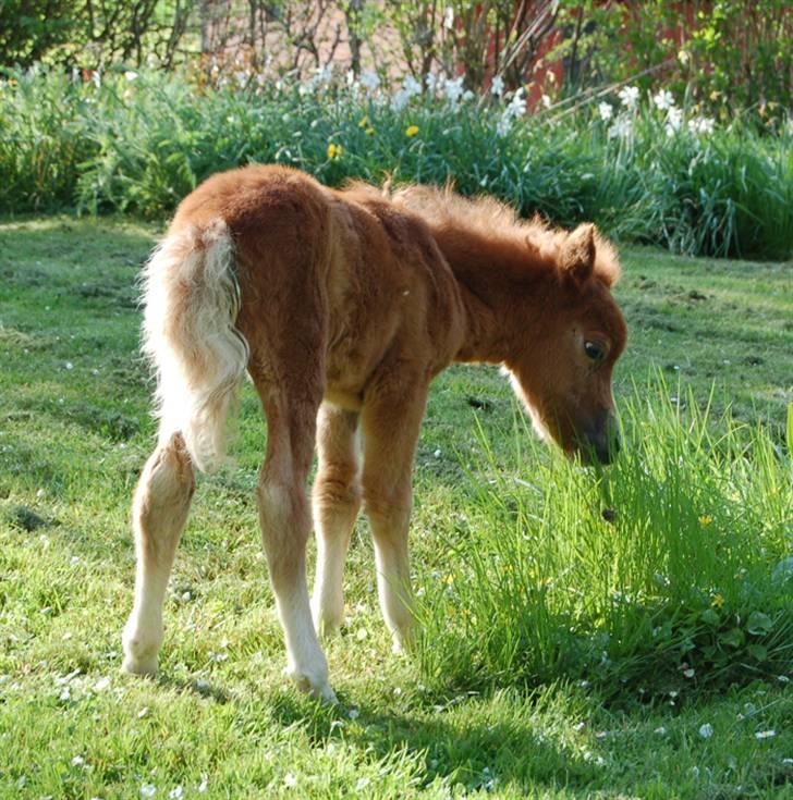 Dansk Miniature Egehøjs Red Hot Double Sh billede 10