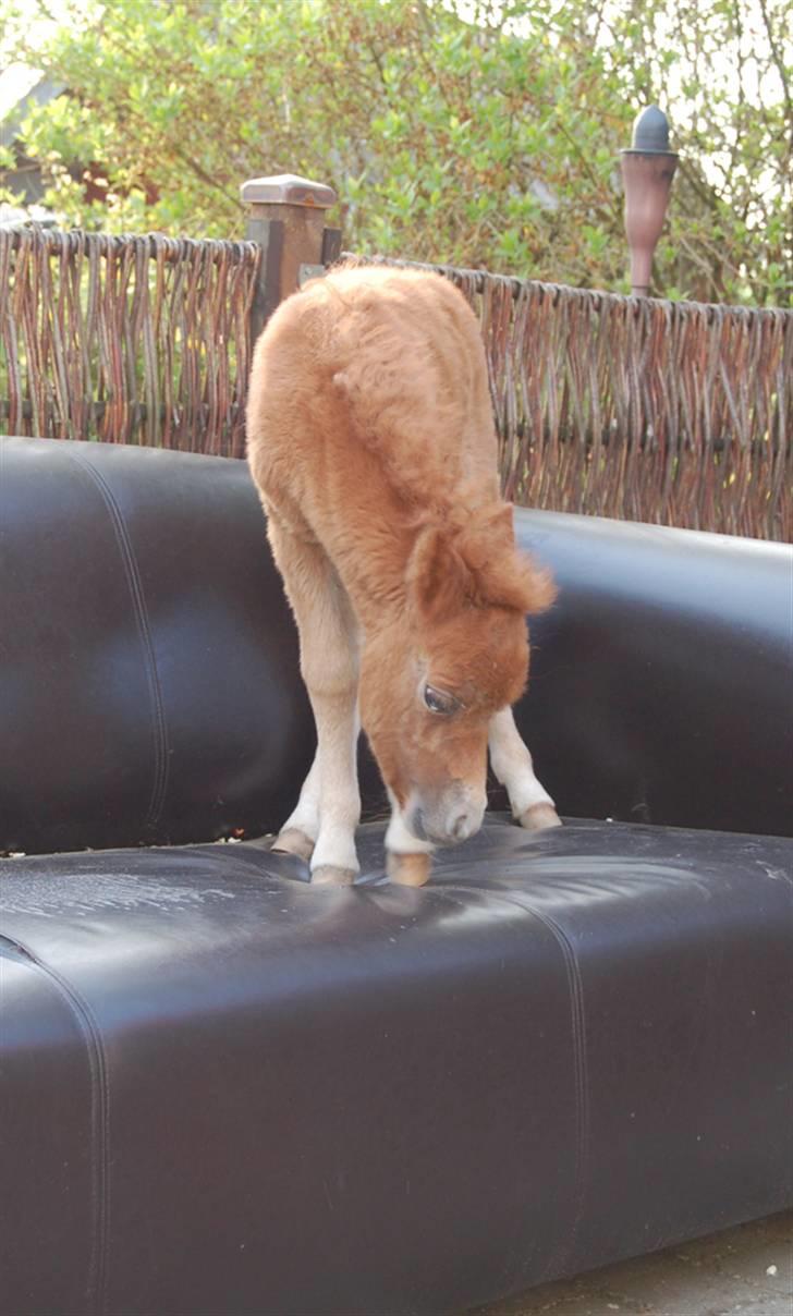 Dansk Miniature Egehøjs Red Hot Double Sh billede 11