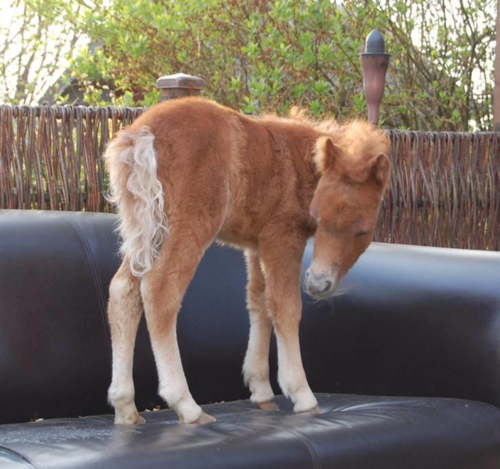 Dansk Miniature Egehøjs Red Hot Double Sh billede 12