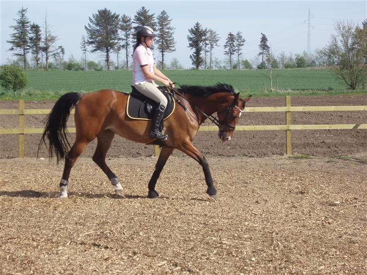 Anden særlig race Rebel R (Aflivet)  billede 17