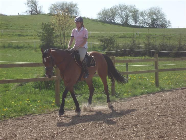 Anden særlig race Rebel R (Aflivet)  billede 18