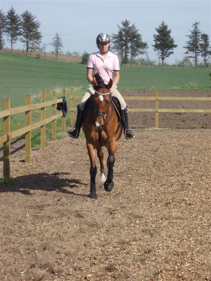 Anden særlig race Rebel R (Aflivet)  billede 20