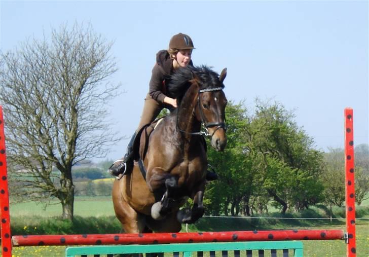 Anden særlig race Rosenhavens Freja | Solgt - Kursus ved Tommy Lundby, weekenden uge 18. billede 6