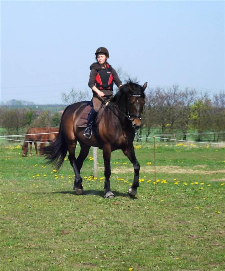 Anden særlig race Rosenhavens Freja | Solgt - Kursus ved Tommy Lundby, weekenden uge 18. billede 7