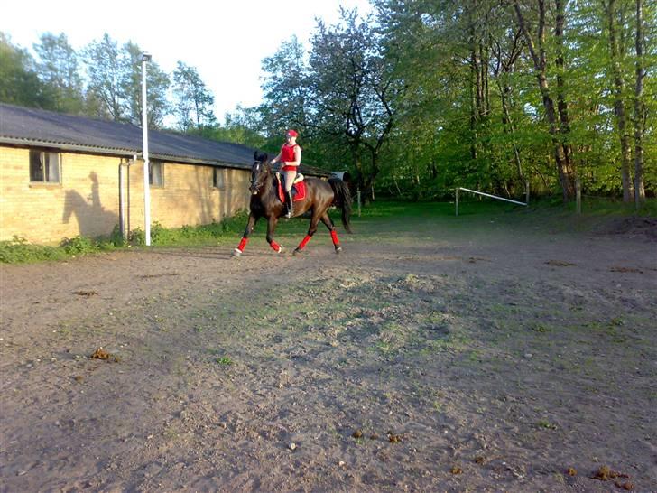 Oldenborg Castor SOLGT:'( Min Tulle - Genoptræning (:<3 billede 20