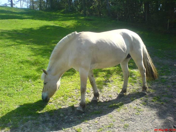 Fjordhest Gaya (: - På marken (. billede 16