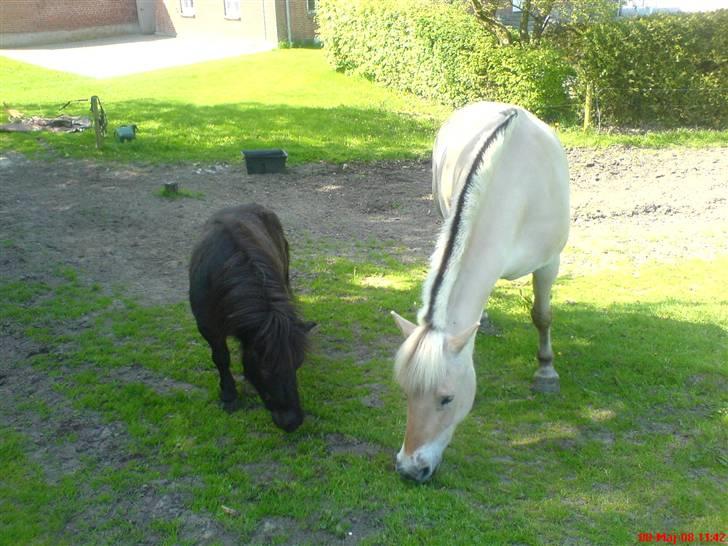 Fjordhest Gaya (: - På marken sammen med Rita (: , min anden lille ponny (: billede 17