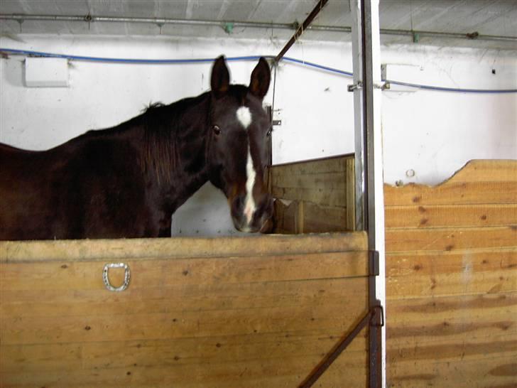 Oldenborg Sasha    R.I.P billede 1