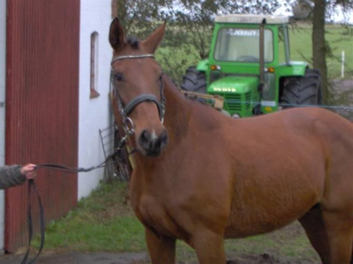 Dansk Varmblod Adria Alfarvad Z SOLGT billede 1