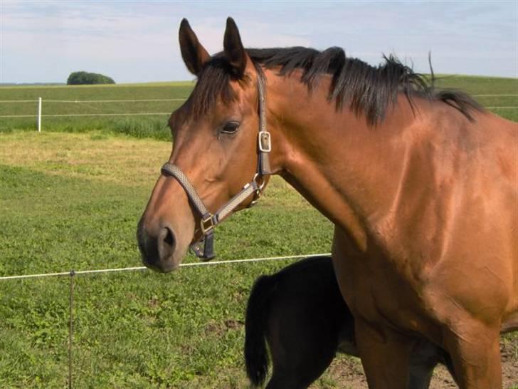 Dansk Varmblod Adria Alfarvad Z SOLGT billede 2