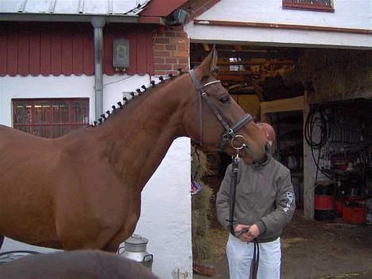 Dansk Varmblod Adria Alfarvad Z SOLGT billede 3