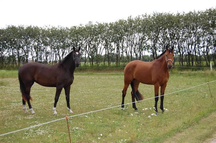 Dansk Varmblod Højgårds Delina billede 19