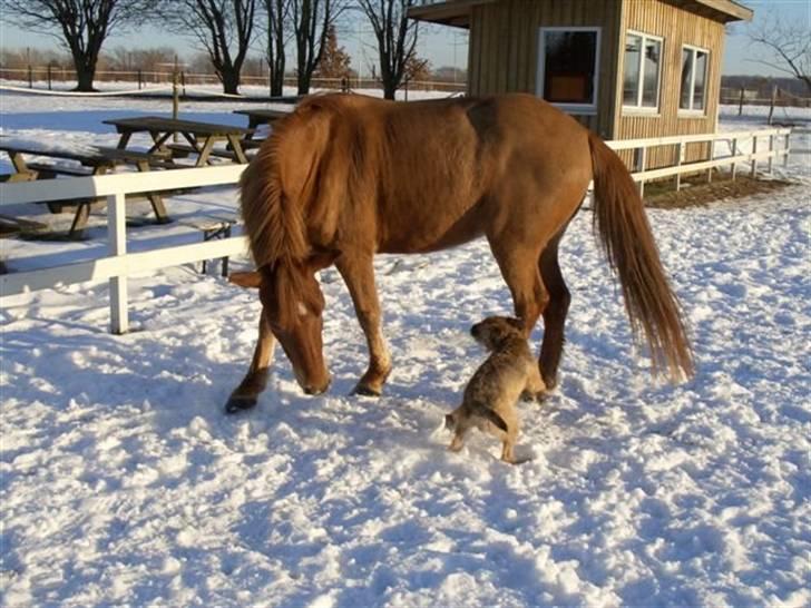 Anden særlig race Valentins Sirocco R.I.P - Valle og King leger fange billede 5