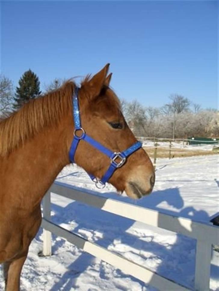 Anden særlig race Valentins Sirocco R.I.P - Valentin i sne på Årslev. billede 6