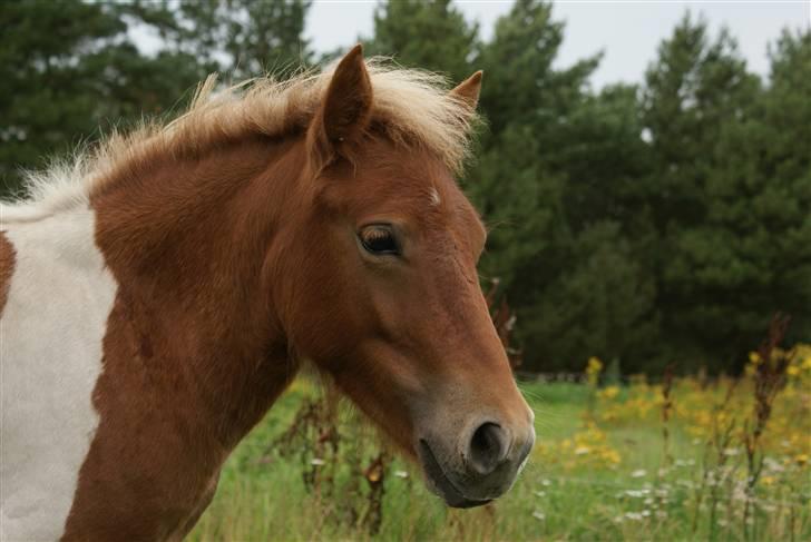 Shetlænder Papaya af Bjørholm - Velkommen til Papayas profil. Læg gerne en kommentar så vi kan se at du har været forbi... billede 4