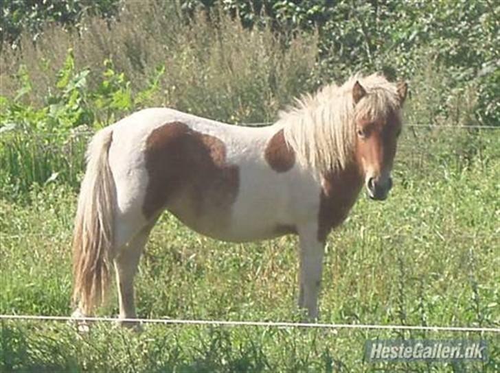 Shetlænder Papaya af Bjørholm billede 5