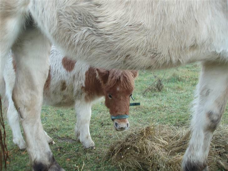 Shetlænder Papaya af Bjørholm - Bøøh.... Vinteren 2007 billede 6