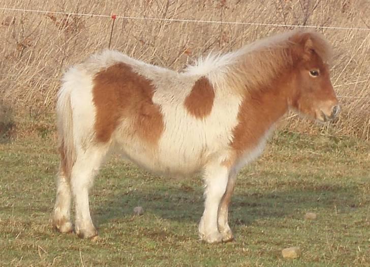 Shetlænder Papaya af Bjørholm billede 7