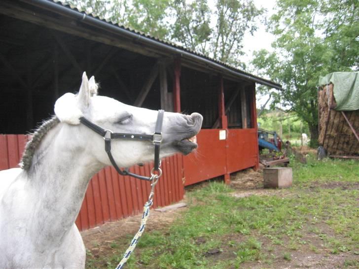 Welsh Mountain (sec A) Elvis Pony "SOLGT"  :´( - smile smile smile sikke en dejlig dag det er i dag billede 12