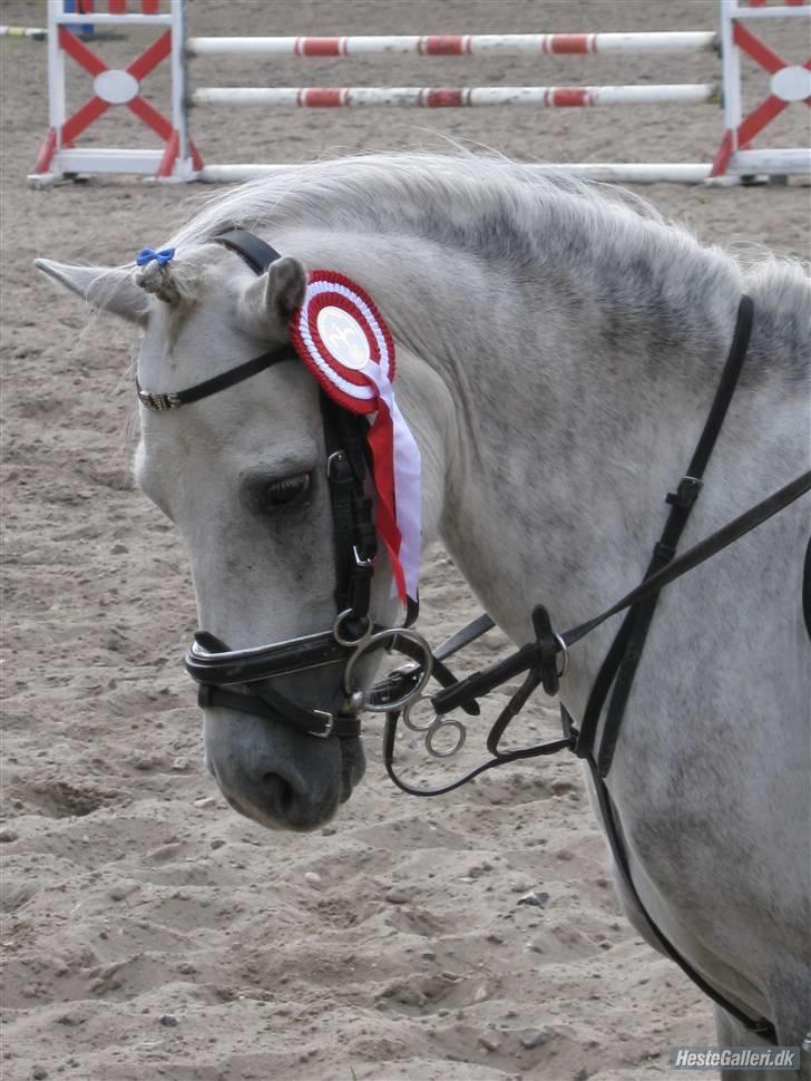 Welsh Mountain (sec A) Elvis Pony "SOLGT"  :´( - smukke elvis med rød LA sløjfe  billede 14