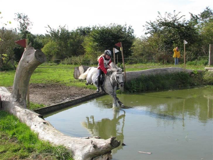 Welsh Mountain (sec A) Elvis Pony "SOLGT"  :´( - elvis og mig i vand graven billede 15