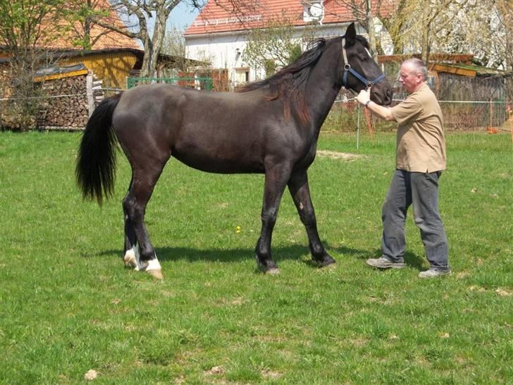 Schweres Warmblut Linde - Linde hos sin forrige ejer billede 1