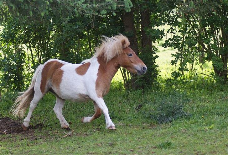Shetlænder Papaya af Bjørholm - 17/5 2011 - Trav billede 8